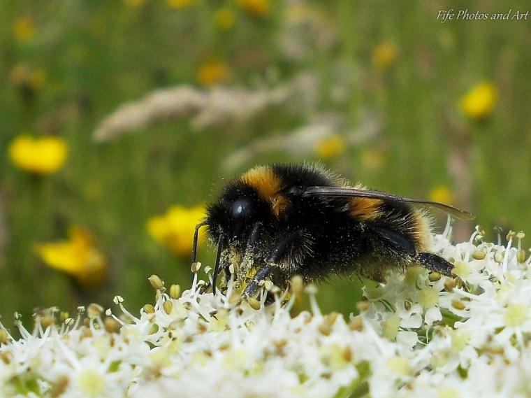 Happy pollen covered bumble bee (Bombus terrestris)
