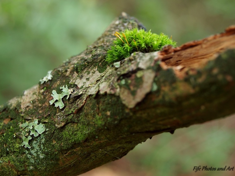 Moss with lichen (heather-rags) on a dead branch.