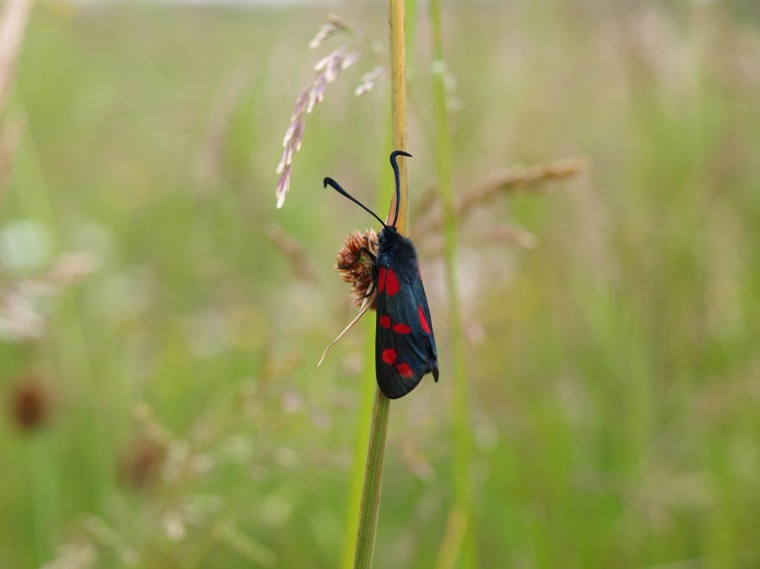 Six spot burnet moth on Common Rush (grass).