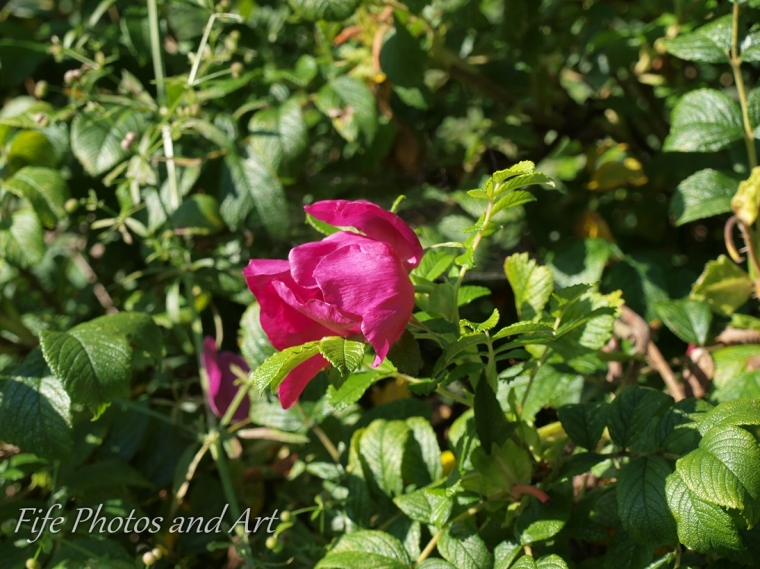 Change - Dog Rose Flower