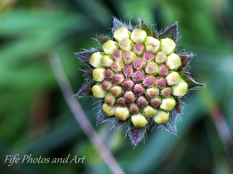 Field Scabious Flower Bud
