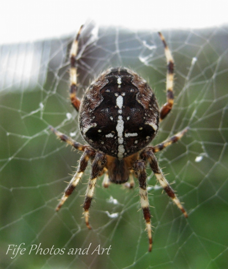 Garden spider (Araneus diadematus)