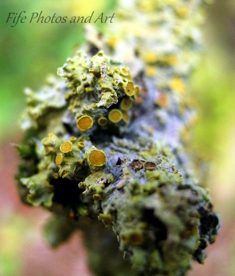 Yellow Fruticose?? Lichen from Balbirnie Park, nr Glenrothes