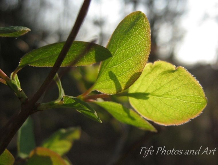Sunlit leaves in the gardens of Balbirnie House, near Glenrothes