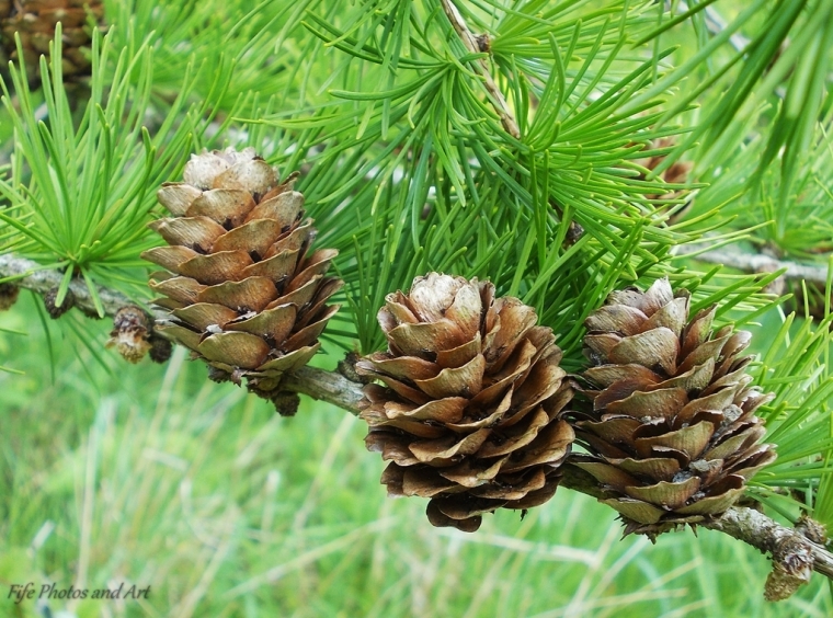 'Trio' of Pine Cones