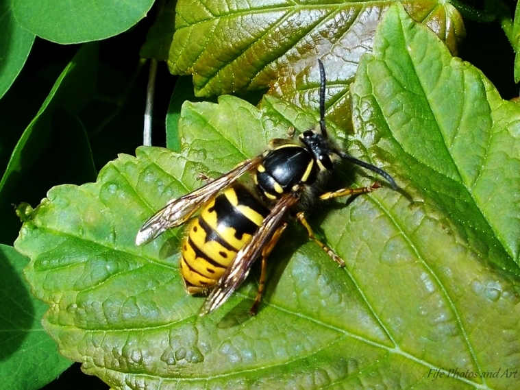 Common wasp at Balfarg Woods, Glenrothes