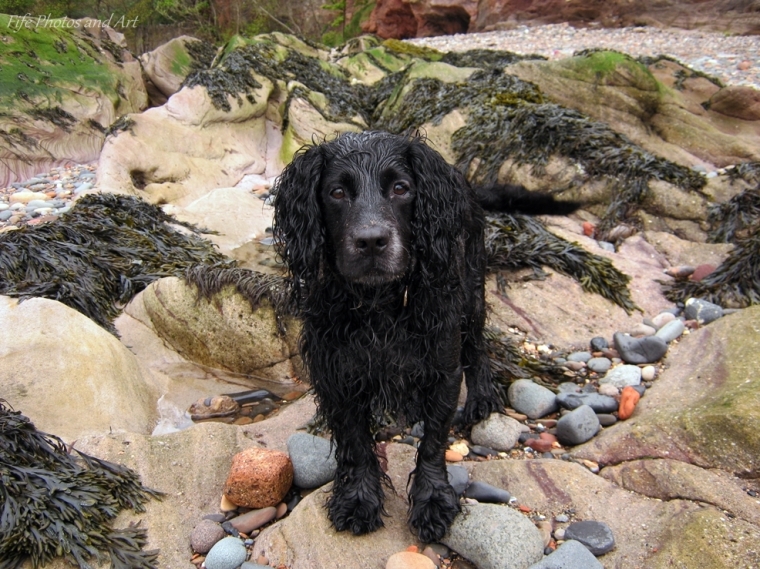 My bedraggled dog at the beach