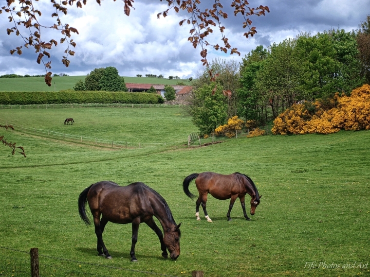Horses at Kirkforthar, near Glenrothes - Color Efex image