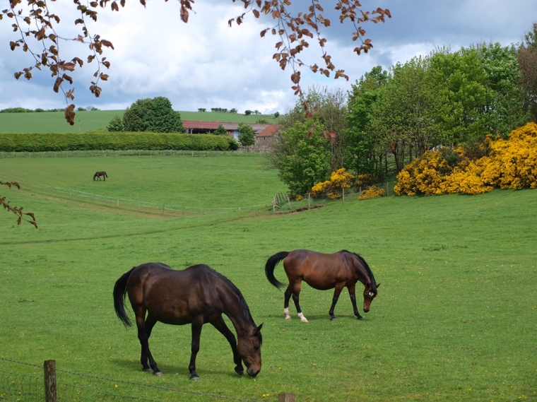 Horses at Kirkforthar, near Glenrothes - original image