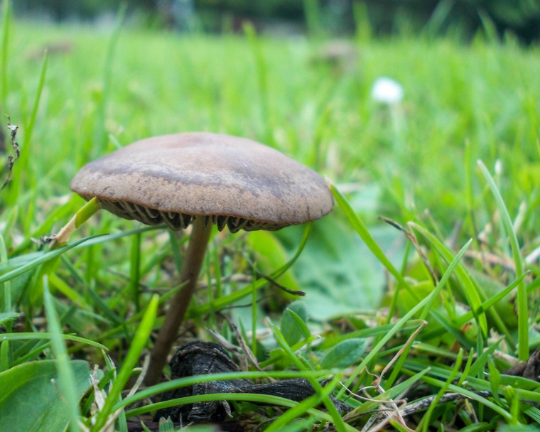 Effects of the wet weather, Mushroom in Gilvenbank Park, Glenrothes