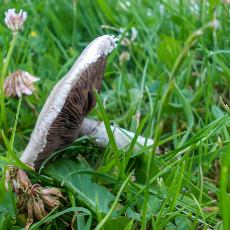 Effects of the wet weather, Edible Mushroom in Gilvenbank Park, Glenrothes